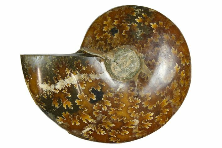 Polished, Agatized Ammonite (Cleoniceras) - Madagascar #164143